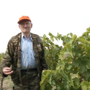 image-310644 Ο Τρύγος στην Κοζάνη – Στο αμπέλι του Λαζάρου Κουζιάκη (Βίντεο)