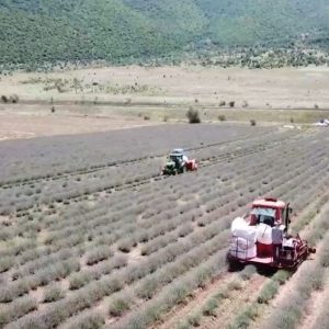 image-310948 kozan.gr: Tο spot της Επιτροπής «Ελλάδα 2021»με τα δύο μοναδικά προϊόντα που καλλιεργούνται στην Κοζάνη, κρόκος και λεβάντα (Βίντεο)
