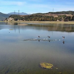 image-314111 Η χθεσινή, μεσημεριανή, φωτογραφία του συμπολίτη μας, Σ. Ανδρουλιδάκη, με τα φλαμίνγκο στη λίμνη από την πλευρά του Ρυμνίου