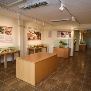 image-314628 Ριζική ανάπλαση του Κέντρου Παλαιοντολογίας Μηλιάς προωθεί ο Δήμος Γρεβενών μέσω Ανοιχτού Αρχιτεκτονικού Διαγωνισμού