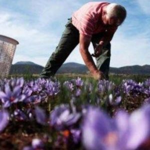 image-314878 Με προβλήματα λόγω κορωνοϊού και έλλειψης αλλοδαπών εργατών ξεκίνησε η συλλογή των λουλουδιών του κρόκου