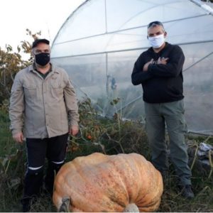 image-315102 Πτολεμαΐδα: Κολοκύθα – γίγας (Φωτογραφία)