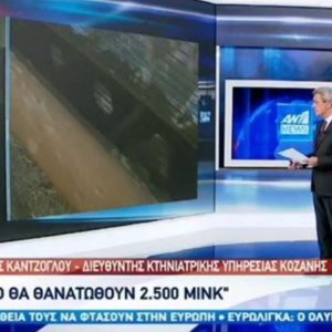 image-316788 kozan.gr: Διευθυντής Κτηνιατρικής Υπηρεσίας Κοζάνης Θεόφιλος Καντζόγλου στον ΑΝΤ1: “Η γούνα των θανατωμένων ζώων δεν θα χρησιμοποιηθεί, θα καταστραφούν αυτούσια τα ζώα. Σύμφωνα με τελευταίες πληροφορίες που έχω, θα προβλεφθεί αποζημίωση” (Bίντεο)