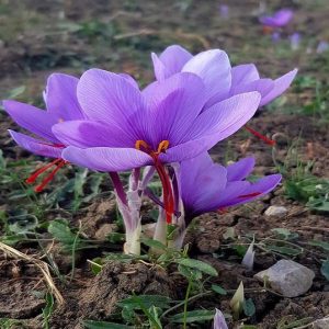 image-371642 Κρόκος Κοζάνης: Αισιοδοξία από τη φετινή παραγωγή του «κόκκινου θησαυρού»