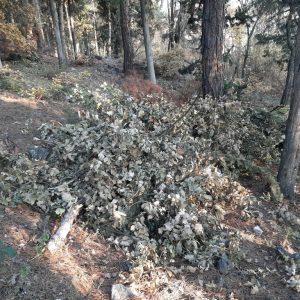 image-318670 Σχόλιο αναγνώστη στο kozan.gr: “Δεν πετούν μόνο σκουπίδια στο λόφο του Ξενία αλλά κόβουν και δέντρα” (Φωτογραφίες)