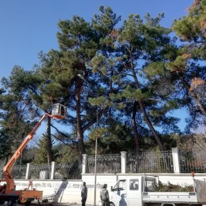 image-324116 Δήμος Κοζάνης: Συνεχίζονται οι εργασίες συντήρησης πρασίνου στο πλαίσιο της κλαδευτικής περιόδου (Φωτογραφίες)