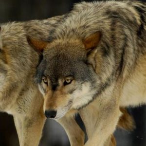 image-324434 Διπλή θανατηφόρα επίθεση λύκων σε κυνηγόσκυλα στο Βέρμιο, ενδιάμεσα από Άνω Σέλι και Μεσόβουνο Εορδαίας