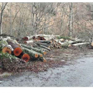 image-326489 Η ανεξέλεγκτη υλοτομία συνεχίζει να πληγώνει τα δάση – Καταγγελίες για νέα κρούσματα στην περιοχή Βυθού – Πενταλόφου