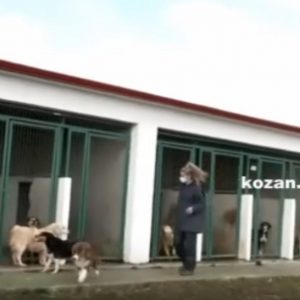 image-326737 kozan.gr: Σημερινές εικόνες από το Καταφύγιο Αδέσποτων Ζώων του Δήμου Εορδαίας, μέσω της ζωντανής σύνδεσης της ΕΡΤ3 – Δηλώσεις του Αντιδημάρχου Α. Λόφτσαλη (Βίντεο)