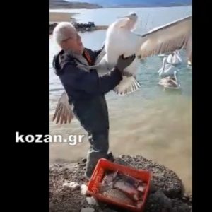 image-326971 kozan.gr: Όταν ο Ν. Κουρτίδης ταΐζει, με ψάρια (που μόλις αλίευσε), τους πελεκάνους της Λίμνης Πολυφύτου (Βίντεο)