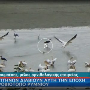 image-327311 Η ΕΡΤ 1 στον υδροβιότοπο της Λίμνης Πολυφύτου στο Ρύμνιο (βίντεο)