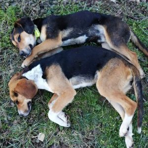 image-328726 Κυνηγετικός Σύλλογος Εορδαία: ΠΡΟΣΟΧΗ ΦΟΛΕΣ σε Ζώνη Εκγύμνασης Σκύλων!