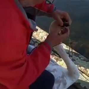 image-329342 Εταιρεία Προστασίας Περιβάλλοντος Καστοριάς: Ένα ακόμη περιστατικό στη λίμνη Καστοριάς, αυτή τη φορά με κύκνο στο στόμα του οποίου ήταν μπλεγμένο κομμάτι από δίχτυ (Βίντεο)