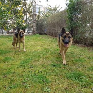 image-329576 Koζάνη: Βρέθηκαν δύο Γερμανικοί Ποιμενικοί (Φωτογραφίες)