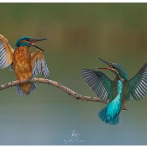 image-329752 Καστοριά: Παραμόνευε 4 ώρες για να βγάλει αυτή τη φωτογραφία – Κέρδισε το πρώτο βραβείο σε διαγωνισμό