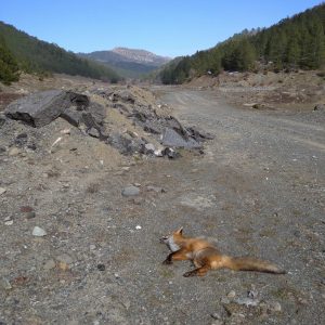 image-333147 Ανεύρεση και κατάσχεση δηλητηριασμένων δολωμάτων στη Σμίξη Γρεβενών – Εθνικό Πάρκο Βόρειας Πίνδου