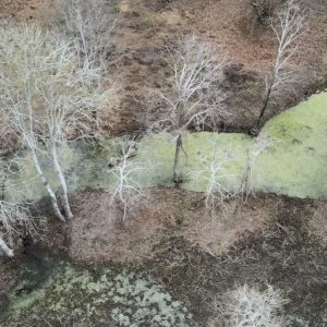 image-334052 Το φανταστικό πλατανόδασος των Αναβρυκών νότια και συνέχεια του πλατανόδασους Ρυμνίου (Βίντεο)