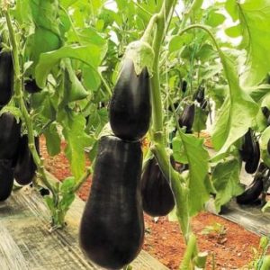 image-334476 Εμφάνιση του επιβλαβούς οργανισμού Eggplant mottled crinkle virus EMCV (Ιός της ποικιλοχλώρωσης με ρυτίδωση της μελιτζάνας)
