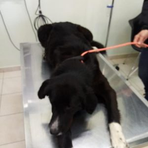 image-334564 Κοζάνη: Eθελοντές φιλόζωοι σε συνεργασία με Αγγλική Οργάνωση πραγματοποιούν στειρώσεις