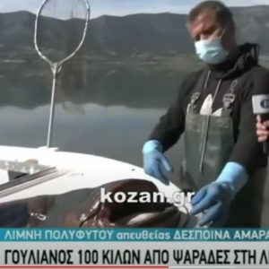 image-334917 kozan.gr: Η σημερινή ζωντανή σύνδεση της ΕΡΤ3 με τη Λίμνη Πολυφύτου και τα αδέρφια Μπουντιού που αλίευσαν έναν γουλιανό μήκους 2,70 μέτρων και βάρους 137 κιλών (Βίντεο)