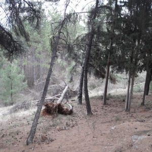 image-335616 kozan.gr: Σχόλιο αναγνώστη: Πτώσεις δέντρων στην περιοχή του υπαίθριου Δημοτικού Θεάτρου Κοζάνης (Φωτογραφίες)