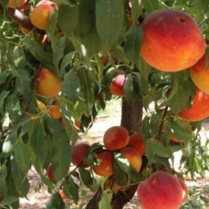 image-337369 Και με τη βούλα de minimis για βιομηχανικά και επιτραπέζια ροδάκινα – Στις περιοχές που ενισχύονται κι η Π.Ε. Κοζάνης