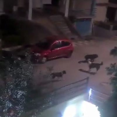 image-338807 Παράπονα αναγνώστριας στο kozan.gr: “Πολλά τα αδέσποτα, στην οδό Πλάτωνος, στην περιοχή του Αγίου Αθανασίου, στην Κοζάνη” (Βίντεο)