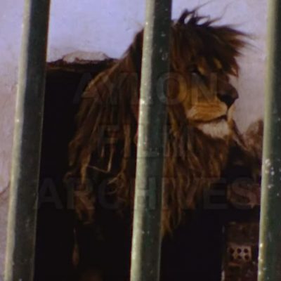 image-338967 Φλώρινα 1973: “Ο ζωολογικός κήπος” (Bίντεο)