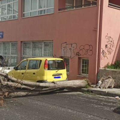 image-339310 kozan.gr: “Έπεσε” δέντρο στην οδό Θεσσαλονίκης έξω από το 2ο νηπιαγωγείο Κοζάνης (Φωτογραφίες)
