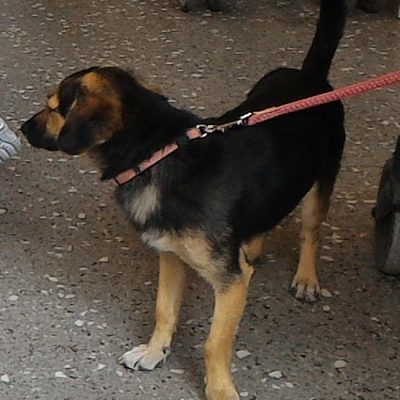 image-345794 Κοζάνη: Χάθηκε το θηλυκό σκυλάκι της φωτογραφίας – Την αναζητεί ο ιδιοκτήτης της