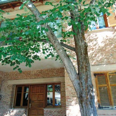 image-345979 Δήμος Γρεβενών: Με “πράσινο” αποτύπωμα και το Παλιό Δασαρχείο-“Έκλεισαν” οι προσφορές για την ενεργειακή αναβάθμιση του κτιρίου