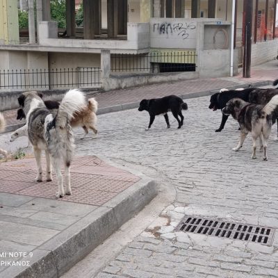 image-346060 kozan.gr: Πολλά και μαζεμένα σε αγέλη τα αδέσποτα στην Αιανή (Φωτογραφίες)