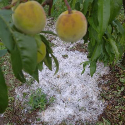 image-346620 kozan.gr: Αγροτικός σύλλογος Βελβεντού: “Ό,τι άφησε η παγωνιά το αποτελείωσε το χαλάζι”