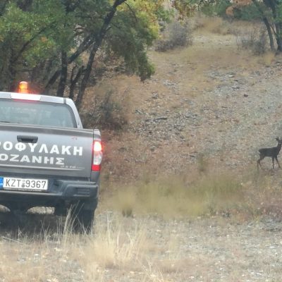 image-346656 Κυνηγετικός Σύλλογος Κοζάνης: Σύλληψη υπόπτου για τοποθέτηση συρμάτινων θηλιών