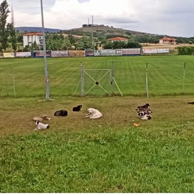 image-348141 Παράπονα αναγνώστη στο kozan.gr: Πλέον η κατάσταση με τα αδέσποτα σκυλιά στο Δρέπανο έχει ξεφύγει
