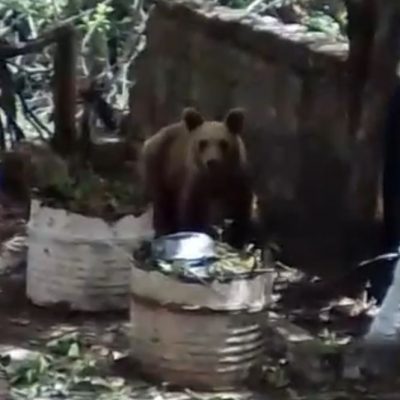 image-349346 kozan.gr: Σημερινό βίντεο κοντινής λήψης με αρκούδα μέσα σε αυλή σπιτιού στο χωριό Βυθός του Δήμου Βοΐου