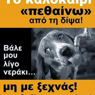 image-350096 Φιλοζωικό Σωματείο Προστασίας Αδέσποτων Ζώων Πτολεμαΐδας: “Βάζουμε ένα μπολ με νερό έξω από τα σπίτια μας για τα αδέσποτα”