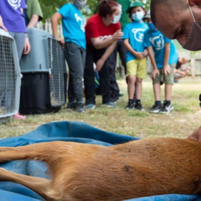 image-350106 «Αρκτούρος»: Θωμάς και Μάτα – Τα δύο ορφανά ζαρκάδια επέστρεψαν στη φύση