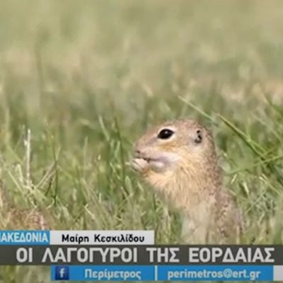image-350503 kozan.gr: Οι Λαγόγυροι της Εορδαίας, οι εδαφόβιοι σκίουροι που εντυπωσιάζουν (Βίντεο)