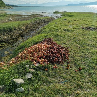 image-350538 kozan.gr: Άγνωστοι πέταξαν ροδάκινα στις όχθες της Λίμνης Πολυφύτου (Φωτογραφία)