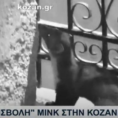 image-351504 kozan.gr: Κοζάνη: Το ρεπορτάζ της ΕΡΤ1 σε σχέση με τις αναφορές των πολιτών για εμφανίσεις μινκ σε μπαλκόνια, αυλές και εισόδους πολυκατοικιών, αναζητώντας τροφή – Tι λένε οι κάτοικοι (Βίντεο)