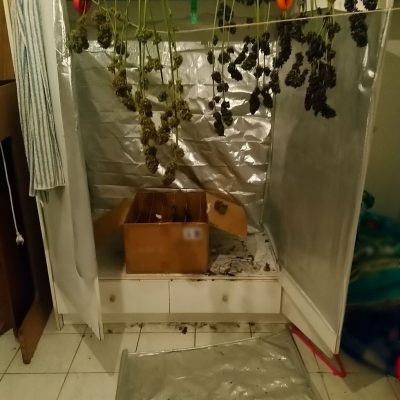 image-351754 Εντοπίστηκε φυτεία δενδρυλλίων κάνναβης αποτελούμενη από -29- δενδρύλλια, σε αγροτική περιοχή των Γρεβενών και συνελήφθησαν τρία (3) άτομα για καλλιέργεια δενδρυλλίων κάνναβης (Φωτογραφίες)