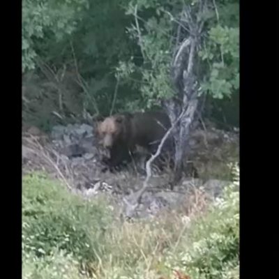 image-352413 kozan.gr: Ένας “απρόσμενος επισκέπτης” κοντά στην Ιερά Μονή Αγίας Τριάδος Βυθού του Δήμου Βοΐου (Βίντεο)