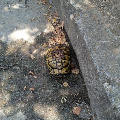 image-352541 kozan.gr: Kι όμως υπάρχουν κι αυτοί οι άνθρωποι – Η ευαισθησία και το ενδιαφέρον ενός εργαζόμενου του Δήμου Κοζάνης (φύλακας στο αμαξοστάσιο) για να σώσει μια χελώνα (Φωτογραφίες)