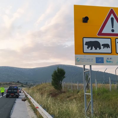 image-353572 Τροχαίο με θύμα νεαρή ενήλικη αρκούδα συνέβη τις πρώτες πρωινές ώρες στον κάθετο άξονα Σιάτιστας – Κρυσταλοπηγής της Εγνατίας Οδού στο ύψος του οικισμού Καλονερίου (Φωτογραφία)