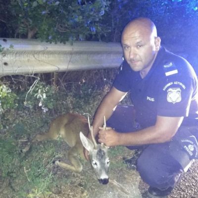 image-353768 kozan.gr: Διάσωση ζαρκαδιού στο δρόμο Αγ. Παντελεήμονα (Αμυνταίου) – Άρνισσας, πιθανόν μετά από χτύπημα από ΙΧΕ