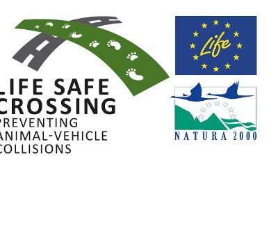 image-353828 To έργο LIFE SAFE CROSSING θα λάβει επιπλέον μέτρα μετά από τροχαίο με αρκούδα στον κάθετο άξονα Σιάτιστα – Κρυσταλλοπηγή