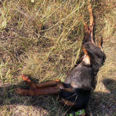 image-354692 Κυνηγετικός Σύλλογος Εορδαίας: Eπίθεση λύκου, με θύμα σκύλο, σε δασική περιοχή της Τ.Κ Ποντοκώμης του Δήμου Κοζάνης (Φωτογραφία)