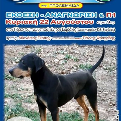image-355991 37η έκθεση – αναγνώριση και Π1 Ελληνικού Ιχνηλάτη την Κυριακή 22 Αυγούστου και ώρα 9 π.μ. στο Πάρκο του Πνευματικού Κέντρου Εορδαίας