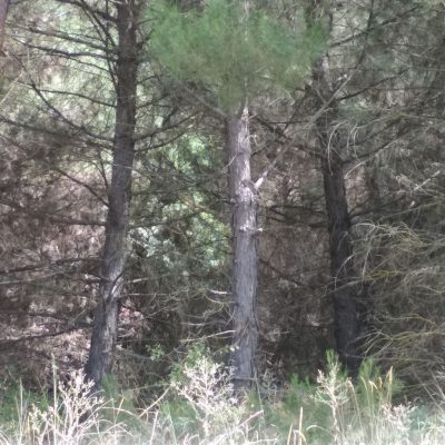 image-356336 Αναγνώστης του kozan.gr για τα δάση πέριξ της πόλης της Κοζάνης